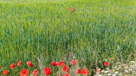 Paisaje verde de la Segarra.