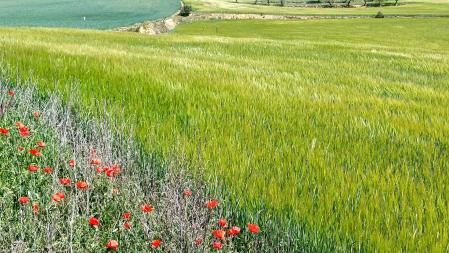 Paisaje verde de la Segarra.