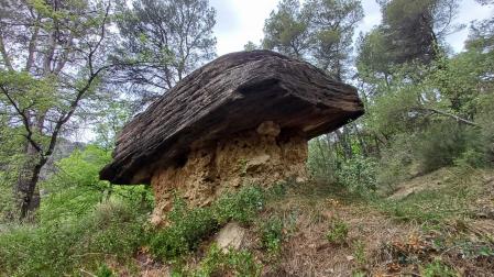 La seta de piedra Folgueroles.