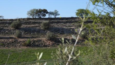 Solución al Reto visual con la posición del conejo señalizada.