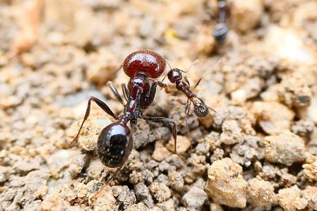 Una hormiga soldado transportando a su compañera muerta.
