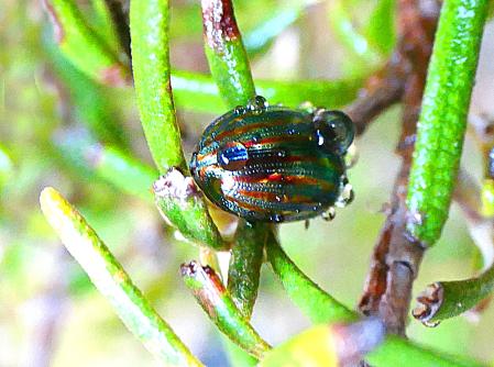 Escarabajo del romero con gotas de agua de la lluvia.
