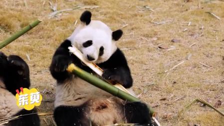 Uno de los dos ejemplares de oso panda que llegará a Madrid en las próximas horas procedente de China