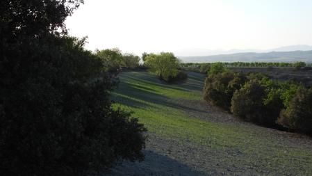 Reto visual: ¿Cuántos conejos hay en la foto?