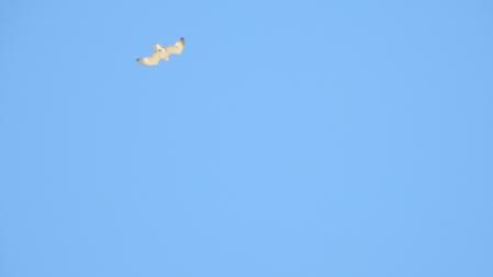 Un ejemplar de águila culebrera.