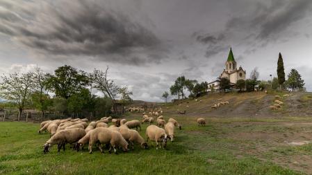 Rebaño pastando en torno al santuario de Puig-agut.