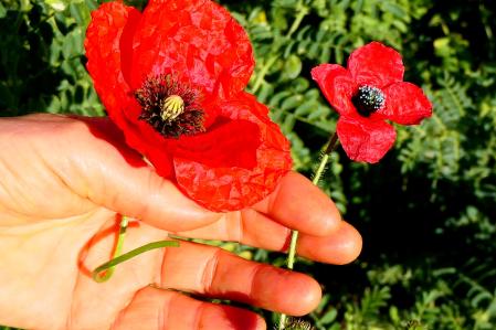 Comparativa de tamaño entre la amapola y la más pequeña 'amapola triste'.