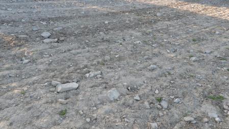 Reto visual: ¿Puedes encontrar a la mariposa?