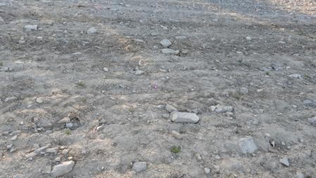 Solución al Reto visual de la mariposa.