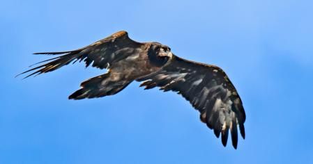 El joven quebrantahuesos en pleno vuelo.