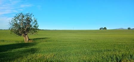 Campos verdes en Caldes de Montbui.