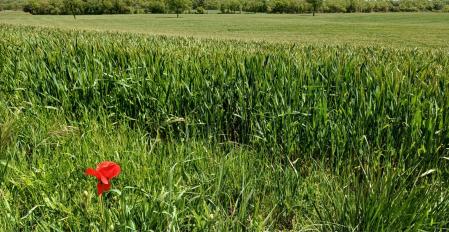 Amapola solitaria en los campos verdes del Moianès.