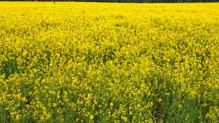 Campo de colza en Sant Vicenç de Torelló.