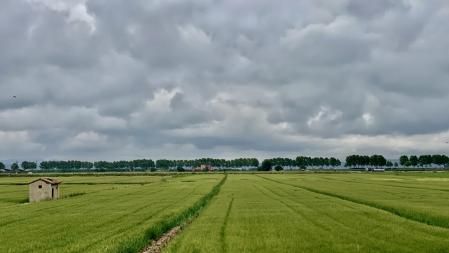 Campo verde de cereales en Ivars d'Urgell.
