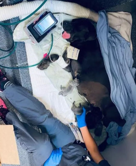 Shadow durante el parto