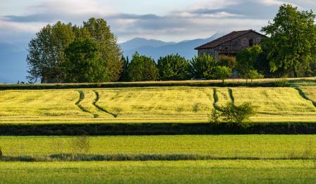 Luce la colza en la Plana de Vic.