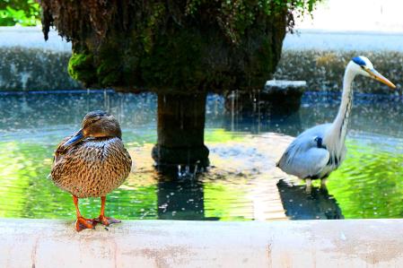 Cuaca con la garza real.
