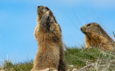 Marmotas jugando ante la mirada de su madre.