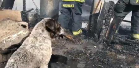 Manchas mirando el desastre