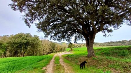 Alzina Gran del Vilaró.