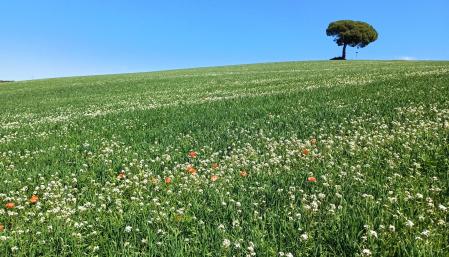 La colina del árbol solitario en La Roca del Vallès. Imágenes de Narcís Serrat