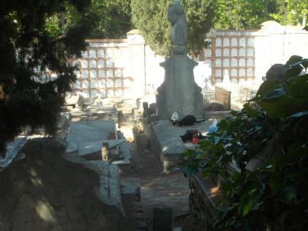Grupo de gatos en una sepultura en la Almudena.