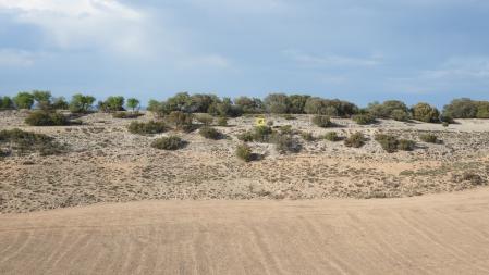 Solución al Reto visual del corzo, con la posición del animal señalizada.