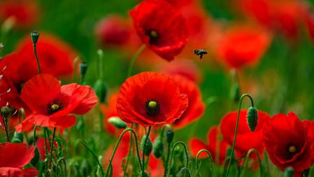 Amapolas en Manlleu.