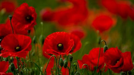 Amapolas en Manlleu.