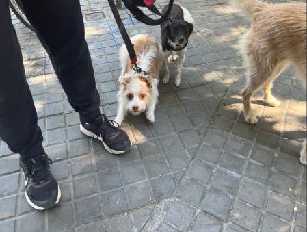 Mia y Robin conviven con Miguel Ángel