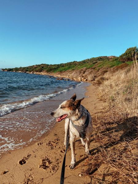 Futt en el Golfo di Arzachena - Spiaggia La Pitrizza di Lu Postu