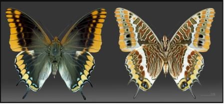 Anverso y reverso de un ejemplar de mariposa del madroño 'Charaxes jasius'  .