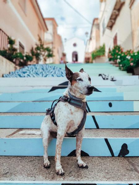 Futt en el Golfo di Arzachena - Arzachena - Scalinata di Santa Lucia