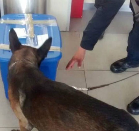 El pastor alemán que encontró la caja