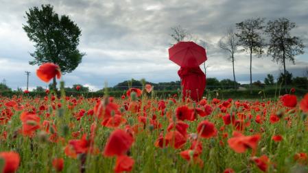El campo de amapolas de Manlleu luce en el día de San Isidro Labrador.