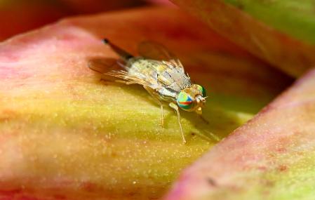 Hembra de la mosca de la fruta.