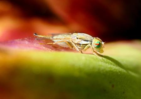 Hembra de la mosca de la fruta.