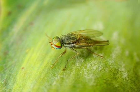 El ovipositor de la hembra de la mosca de la fruta.