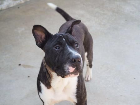 Soul es muy cariñoso y mimoso. Dale una oportunidad