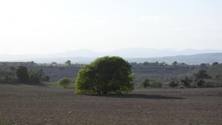 Reto visual: ¿Eres capaz de encontrar al conejo?