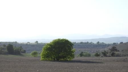 Reto visual: ¿Puedes localizar al conejo?