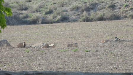 El conejo que buscamos.
