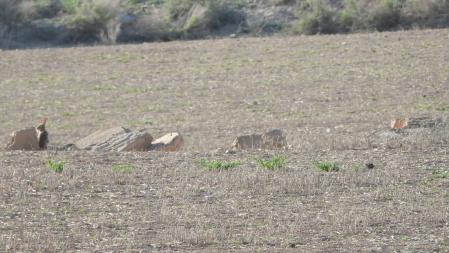 Reto visual: El conejo que buscamos.