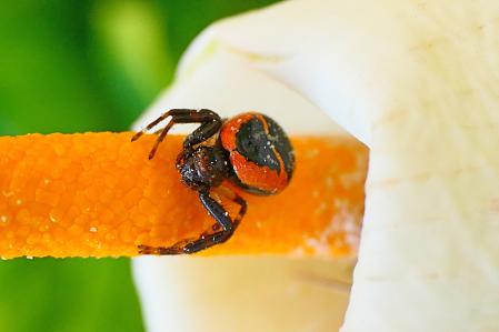 Araña Napoleón hembra.