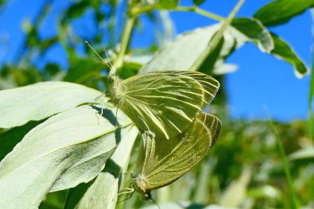 Mariposa blanquita copulando.