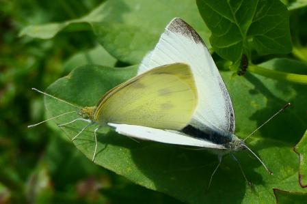 Mariposa blanquita copulando.