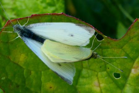 Mariposa blanquita copulando.