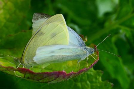 Mariposa blanquita copulando.