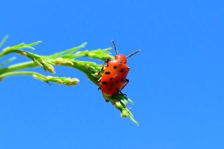 Escarabajo punteado de los espárragos.