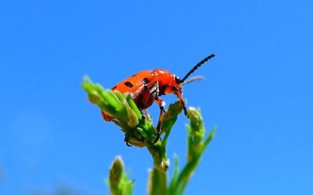 Escarabajo punteado de los espárragos.
